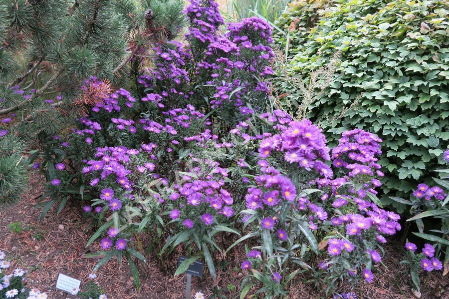 Hvězdnice novobelgická 'Violetta' - Aster novi-belgii 'Violetta'