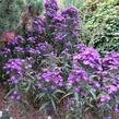 Hvězdnice novobelgická 'Violetta' - Aster novi-belgii 'Violetta'