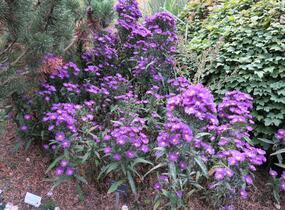 Hvězdnice novobelgická 'Violetta' - Aster novi-belgii 'Violetta'