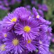 Hvězdnice novobelgická 'Violetta' - Aster novi-belgii 'Violetta'