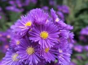 Hvězdnice novobelgická 'Violetta' - Aster novi-belgii 'Violetta'
