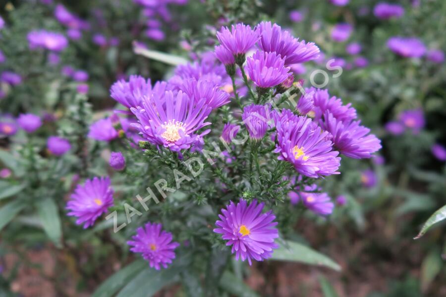 Hvězdnice novobelgická 'Violetta' - Aster novi-belgii 'Violetta'