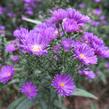 Hvězdnice novobelgická 'Violetta' - Aster novi-belgii 'Violetta'