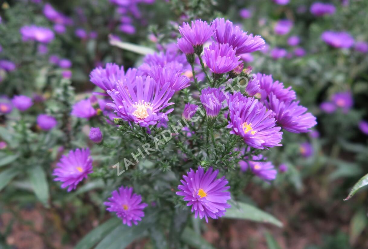 Hvězdnice novobelgická 'Violetta' - Aster novi-belgii 'Violetta'
