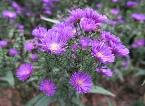 Hvězdnice novobelgická 'Violetta' - Aster novi-belgii 'Violetta'