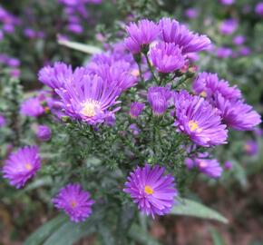 Hvězdnice novobelgická 'Violetta' - Aster novi-belgii 'Violetta'