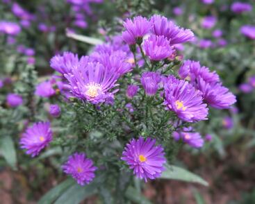 Hvězdnice novobelgická 'Violetta'