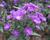 Hvězdnice novobelgická 'Violetta'