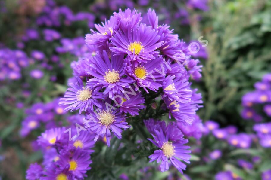Hvězdnice novobelgická 'Violetta' - Aster novi-belgii 'Violetta'