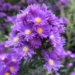 Hvězdnice novobelgická 'Violetta' - Aster novi-belgii 'Violetta'