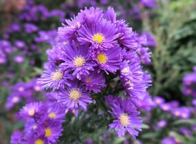 Hvězdnice novobelgická 'Violetta' - Aster novi-belgii 'Violetta'