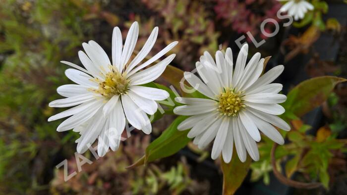 Hvězdnice novobelgická 'Schneeberg' - Aster novi-belgii 'Schneeberg'