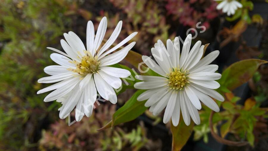 Hvězdnice novobelgická 'Schneeberg' - Aster novi-belgii 'Schneeberg'