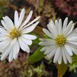 Hvězdnice novobelgická 'Schneeberg' - Aster novi-belgii 'Schneeberg'