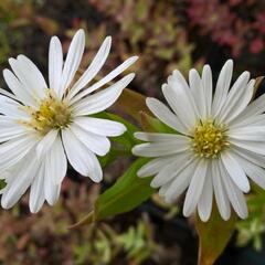 Hvězdnice novobelgická 'Schneeberg' - Aster novi-belgii 'Schneeberg'