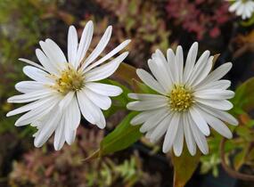 Hvězdnice novobelgická 'Schneeberg' - Aster novi-belgii 'Schneeberg'