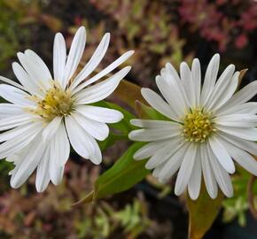 Hvězdnice novobelgická 'Schneeberg' - Aster novi-belgii 'Schneeberg'