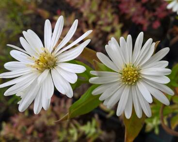 Hvězdnice novobelgická 'Schneeberg'