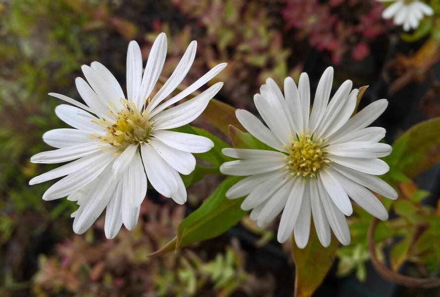 Hvězdnice novobelgická 'Schneeberg' - Aster novi-belgii 'Schneeberg'