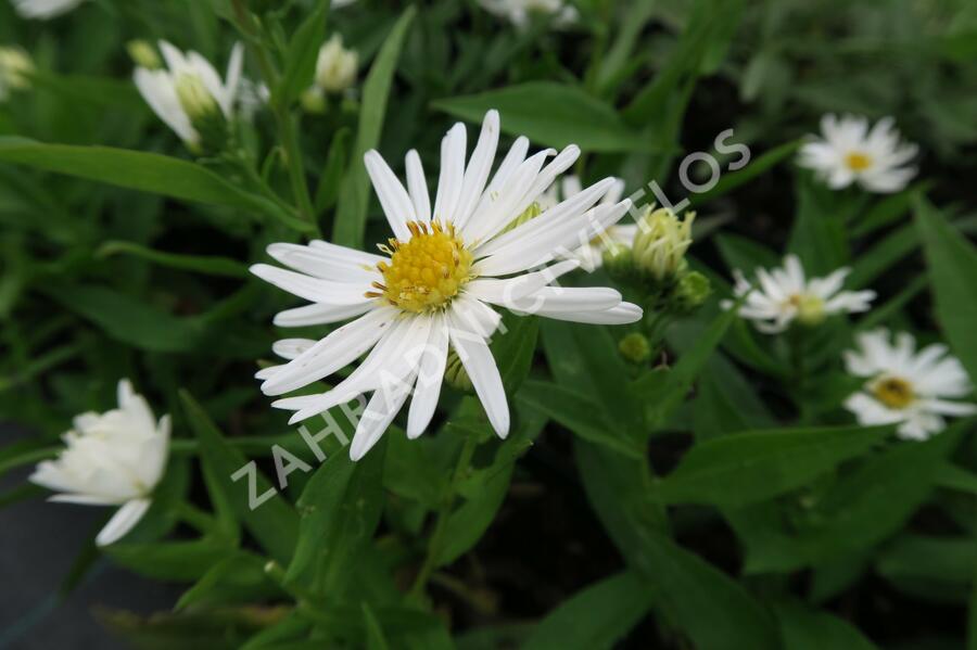 Hvězdnice novobelgická 'Schneeberg' - Aster novi-belgii 'Schneeberg'