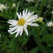 Hvězdnice novobelgická 'Schneeberg' - Aster novi-belgii 'Schneeberg'