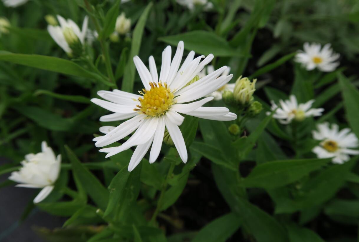 Hvězdnice novobelgická 'Schneeberg' - Aster novi-belgii 'Schneeberg'