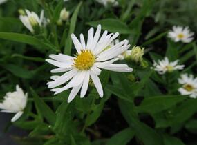 Hvězdnice novobelgická 'Schneeberg' - Aster novi-belgii 'Schneeberg'