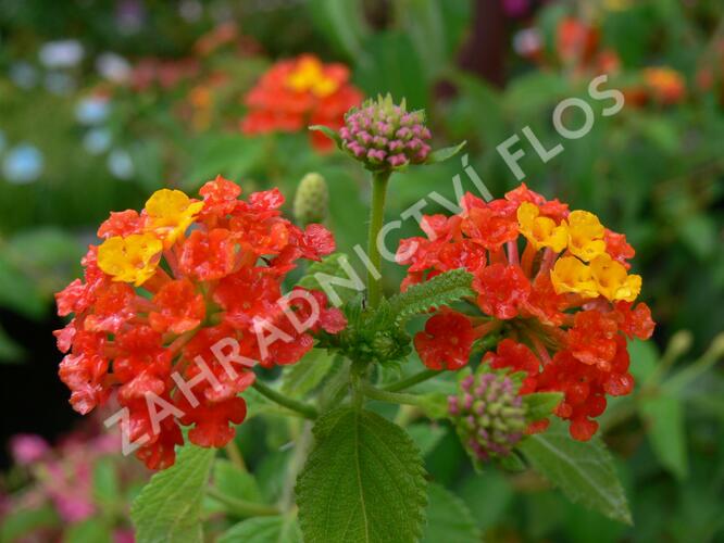 Libora měňavá 'Bandana Red' - Lantana camara 'Bandana Red'