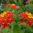 Libora měňavá 'Bandana Red' - Lantana camara 'Bandana Red'