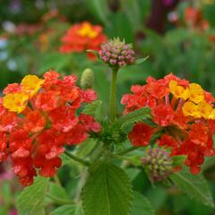 Libora měňavá 'Bandana Red' - Lantana camara 'Bandana Red'