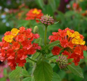 Libora měňavá 'Bandana Red' - Lantana camara 'Bandana Red'