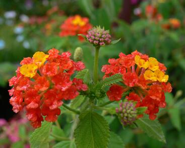 Libora měňavá 'Bandana Red'