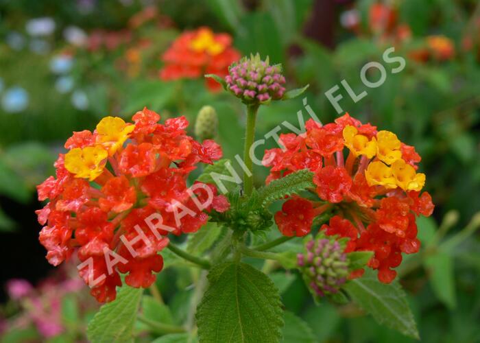 Libora měňavá 'Bandana Red' - Lantana camara 'Bandana Red'