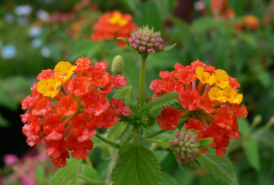 Libora měňavá 'Bandana Red' - Lantana camara 'Bandana Red'
