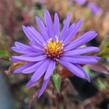Hvězdnice novobelgická 'Sailor Boy' - Aster novi-belgii 'Sailor Boy'