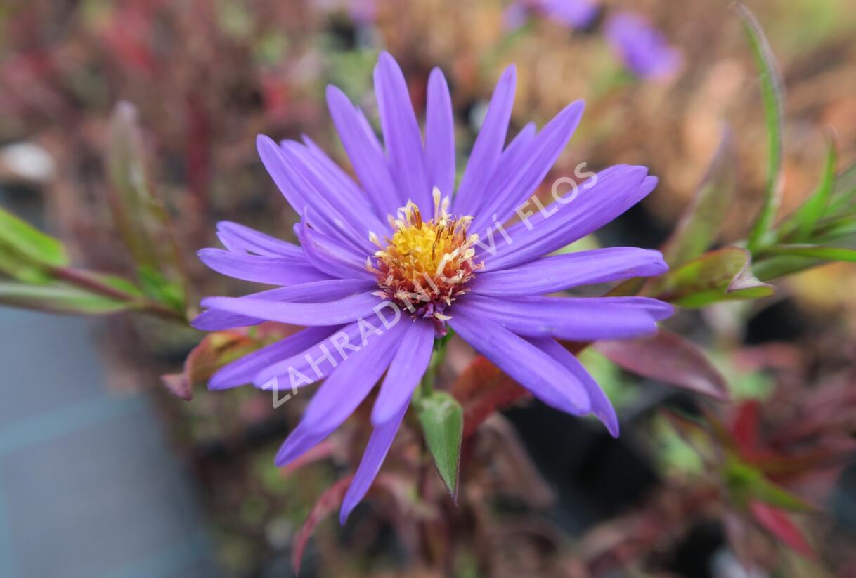 Hvězdnice novobelgická 'Sailor Boy' - Aster novi-belgii 'Sailor Boy'