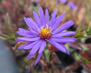 Hvězdnice novobelgická 'Sailor Boy'