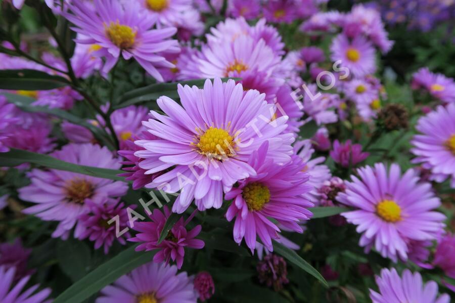 Hvězdnice novobelgická 'Flamingo' - Aster novi-belgii 'Flamingo'