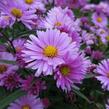 Hvězdnice novobelgická 'Flamingo' - Aster novi-belgii 'Flamingo'