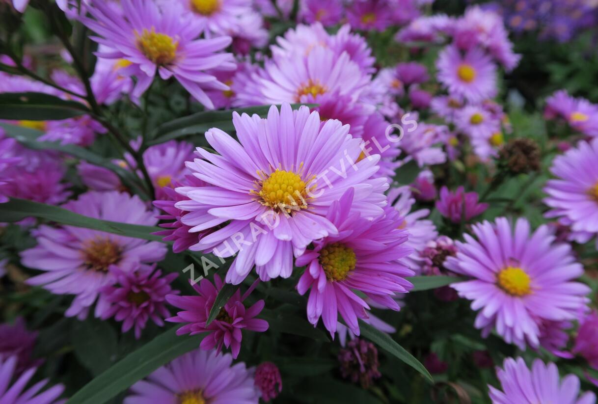 Hvězdnice novobelgická 'Flamingo' - Aster novi-belgii 'Flamingo'