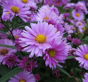 Hvězdnice novobelgická 'Flamingo' - Aster novi-belgii 'Flamingo'