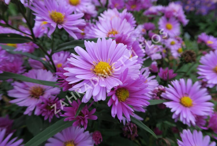 Hvězdnice novobelgická 'Flamingo' - Aster novi-belgii 'Flamingo'