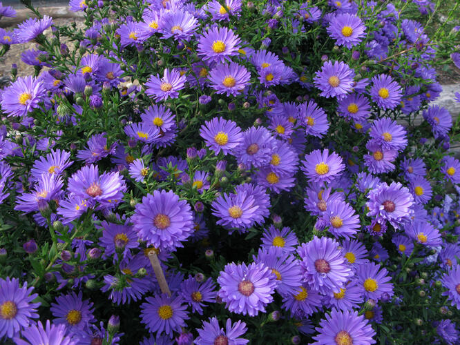 Hvězdnice novobelgická 'Eventide' - Aster novi-belgii 'Eventide'