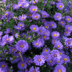 Hvězdnice novobelgická 'Eventide' - Aster novi-belgii 'Eventide'