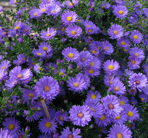 Hvězdnice novobelgická 'Eventide' - Aster novi-belgii 'Eventide'