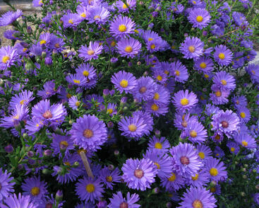 Hvězdnice novobelgická 'Eventide'