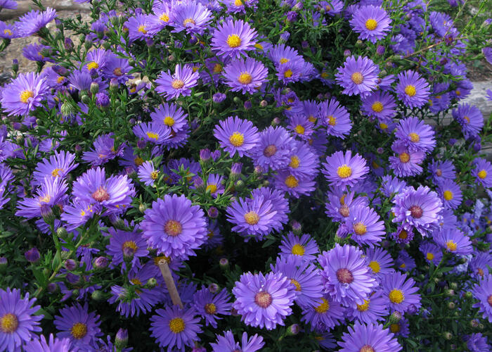 Hvězdnice novobelgická 'Eventide' - Aster novi-belgii 'Eventide'