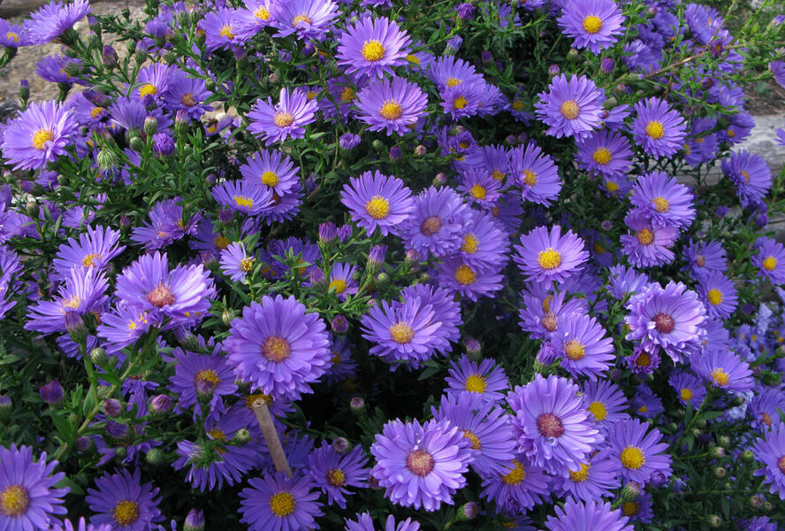 Hvězdnice novobelgická 'Eventide' - Aster novi-belgii 'Eventide'