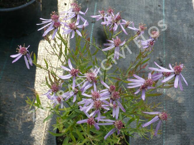 Hvězdnice 'Nanus' - Aster sedifolius 'Nanus'