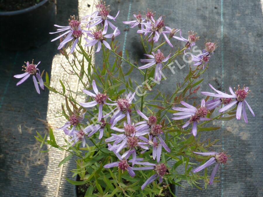 Hvězdnice 'Nanus' - Aster sedifolius 'Nanus'